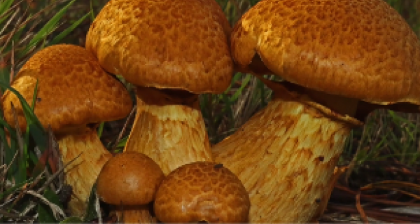 fun with fungi video