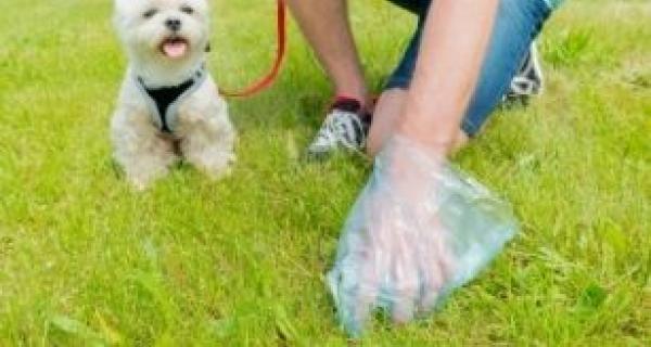 Image - Dog Poo Disposal