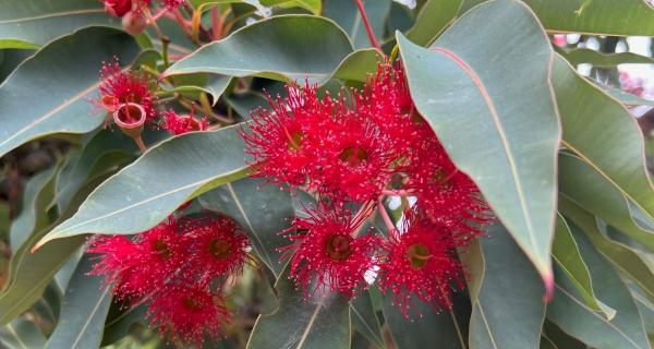 Gum tree flowers