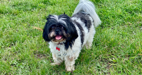 Pi the dog