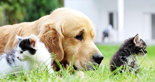 dog and two kittens