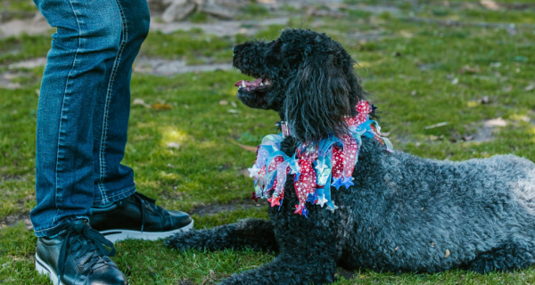 Black dog sits on grass