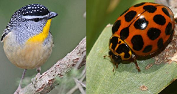 bird on a branch and lady bird on a leaf