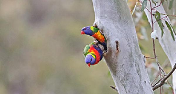 birds in tree hollows