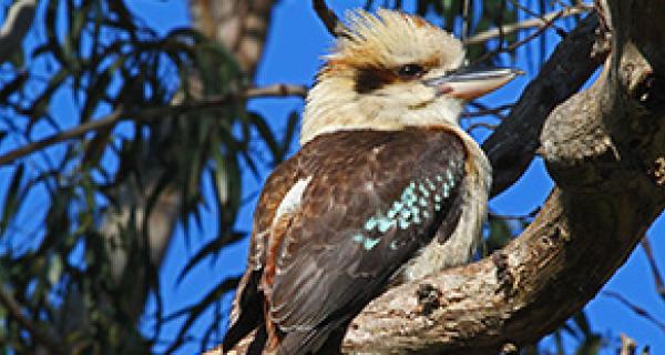 Kookaburra sitting in a tree