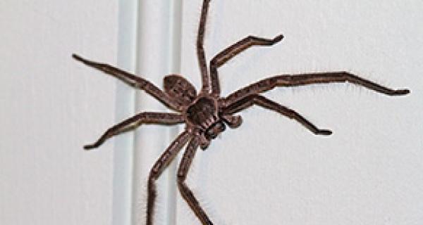 huntsman spider