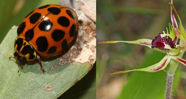 lady bird on a leaf and a local wild flower