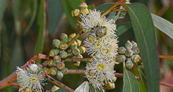 Eucalypt leaves, nuts and flowers