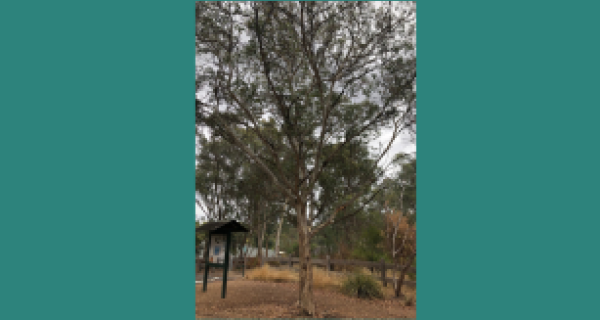 Red Flowering Yellow Gum 