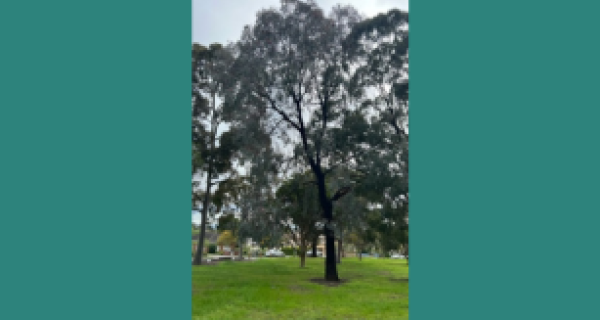 Red Flowering Ironbark 