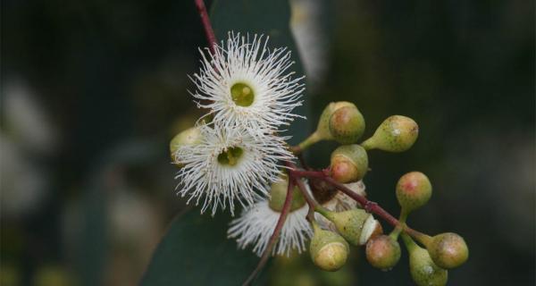 White gum tree flowers