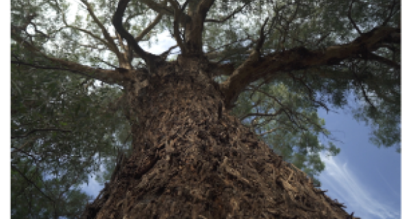 Rough bark of a tree
