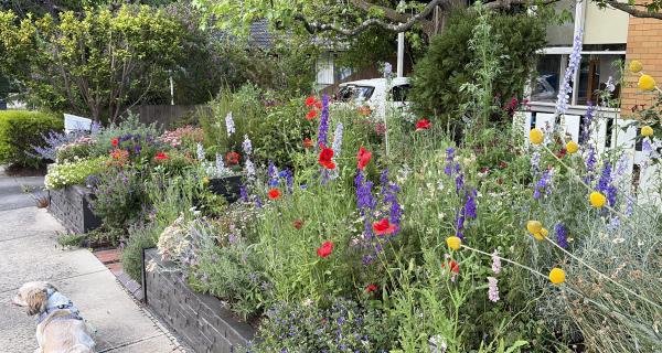 Front Garden in Full Bloom