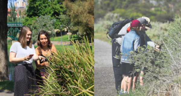 Great Southern Bioblitz