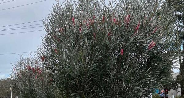 Hakea francisiana