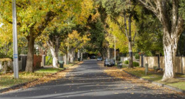 Leafy Street