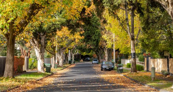 Tree lined street