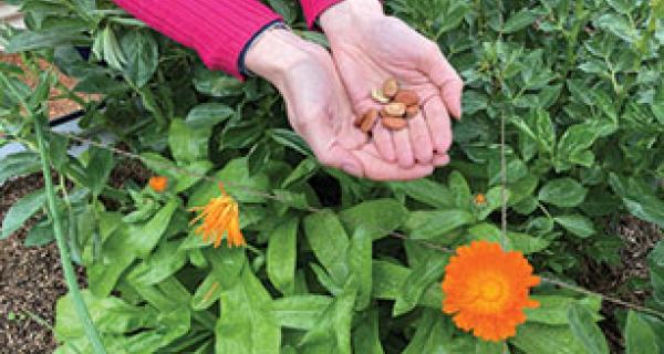 Heritage week 2022 - 9 Seed Saving - hands holding seeds