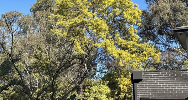 House with lots of tree cover