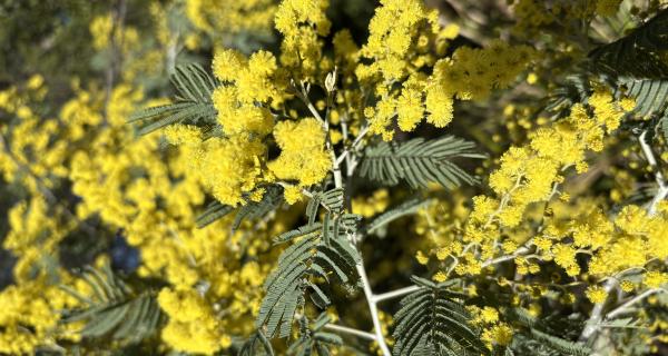 closeup of silver wattle 