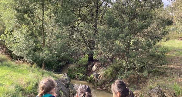 Primary school students standing on a bridge looking at trees and a creek