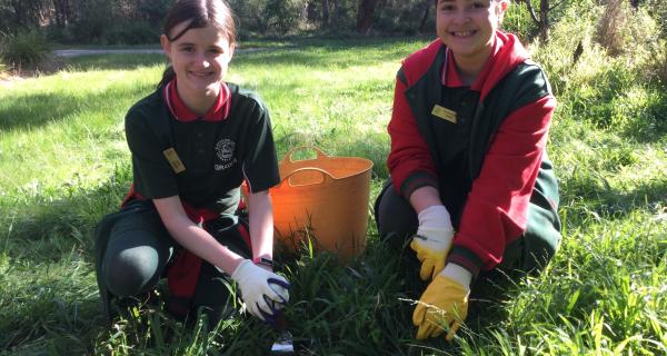 Primary school students outdoors pulling out weeds