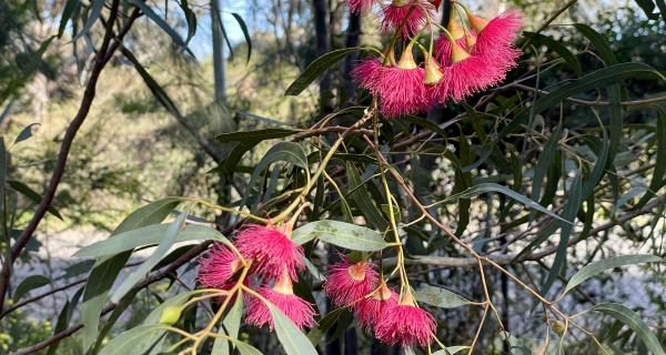 Eucalyptus leucoxylon 'Rosea'