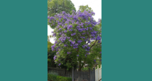 Jacaranda