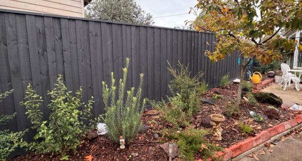 Picture of newly planted indigenous garden