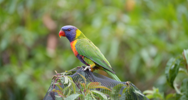 Wildlife Friendly Netting