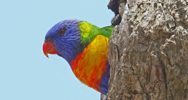 Rainbow Lorikeet bird