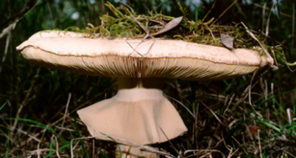 Fungus Amanita - Environmental edu program