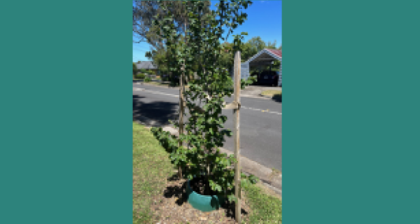 Persian Ironwood 