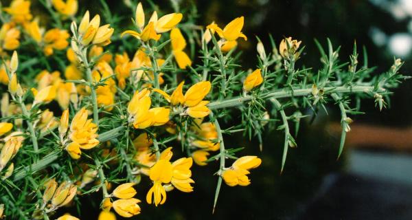 Photo Full Size - Gorse/Furze