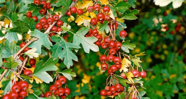 Photo Full Size - Hawthorn