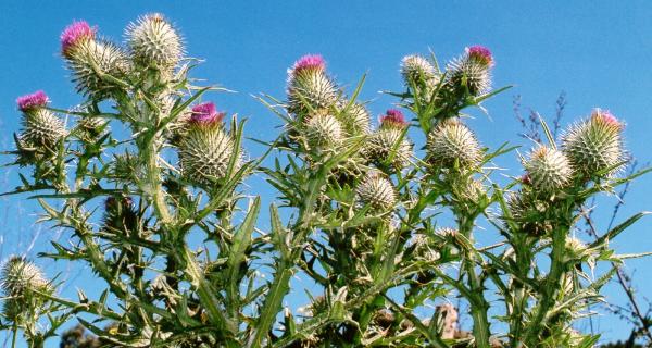 Photo Full Size - Spear Thistle