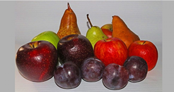 fruit