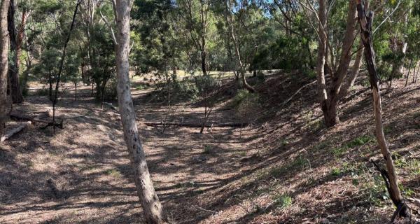 Non grassed area with embankment to left of screen, established trees throughout area with very little ground growth