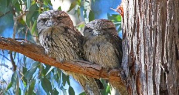 2 tawny frog mouth birds sitting in a tree