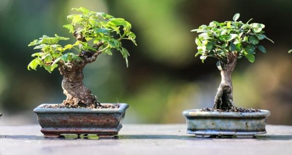 Bonsai Workshop 
