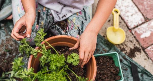 planting
