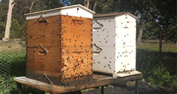 Thumbnail - Bee Hives