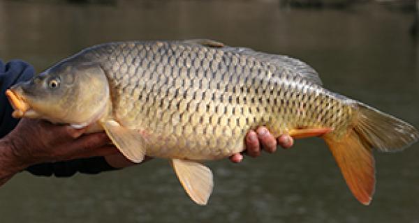 Thumbnail - Carp