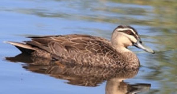 Pacific black duck photograph