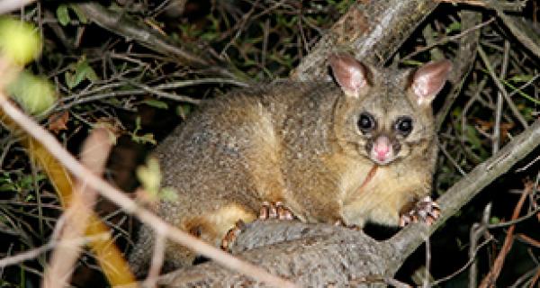 Thumbnail - Brushtail Possum