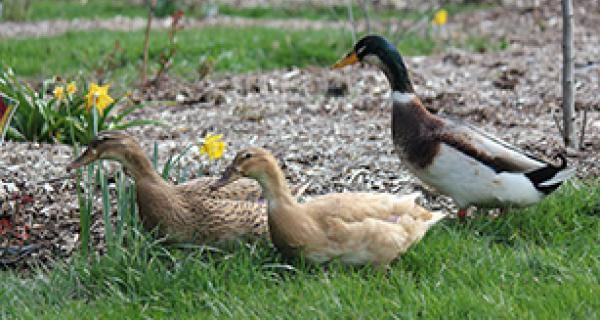 Thumbnail - Ducks