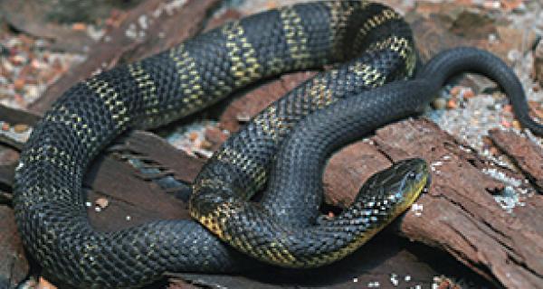 Thumbnail - Tiger Snake