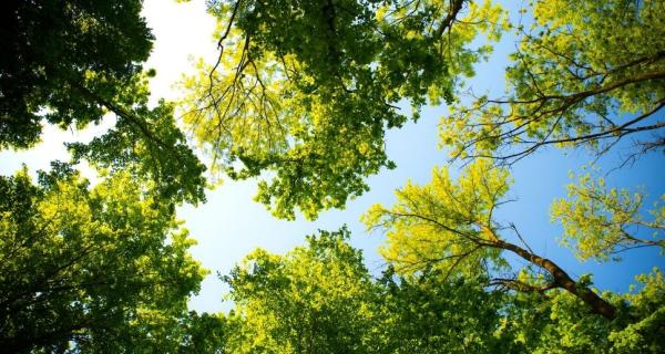 Urban Forest Strategy