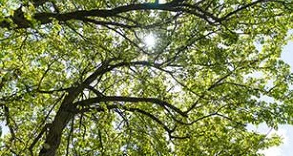 looking up through a tree canopy