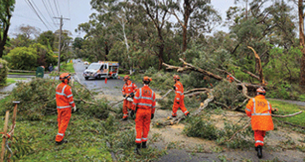 Emergency people clearing fallen tree from road